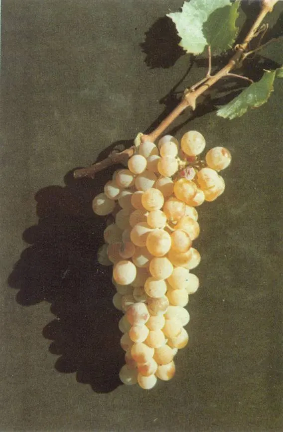 Assyrtiko — winter Greece