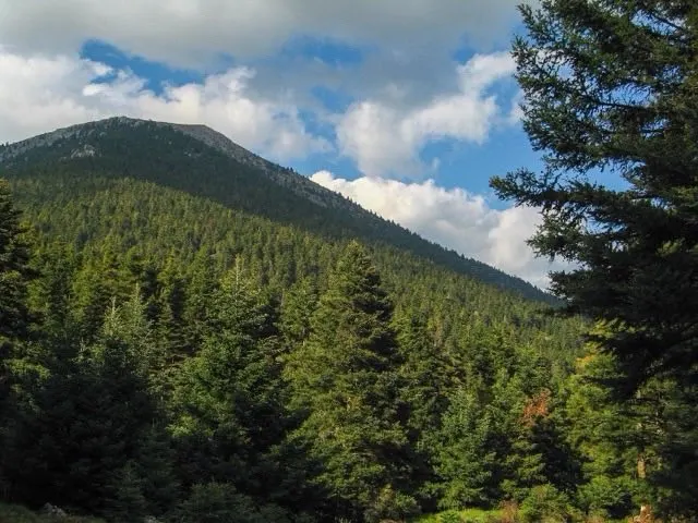 Fir forest on mt mainalo greece